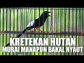Download Lagu Kretekan murai batu paling Ampuh bikin semua lawan langsung emosi//Di jamin emosi seketika.