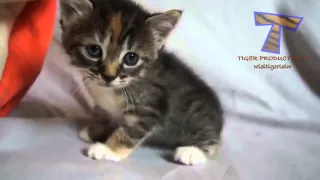 petits chatons miauler et de parler chat mignon compilation