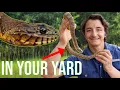 These Snakes Are Living In YOUR Yard Backyard Snakes of North Carolina Pt 1