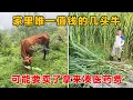 Download Lagu 丈母娘住ICU花费太高了，每天1000多，家里就剩这几头牛值钱一点了，得喂肥一点，到时候卖个好价钱，多凑一点医药费