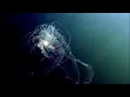 Download Lagu Vrijdagmiddagduikje Tholen, Oosterschelde Nationaal Park, 20 juni 2025