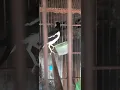 Download Lagu The melodious sound of the Indonesian starling bird amazes the audience animals #birds #trending 