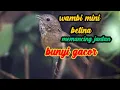 Lagu Suara Wambi Mini Betina Untuk Memancing Wambi Mini Jantan Biar Bunyi Gacor