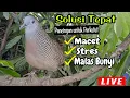 Download Lagu Pancingan Perkutut SOLUSI TEPAT Untuk Pancingan Perkutut Stres Macet Dan Malas Bunyi