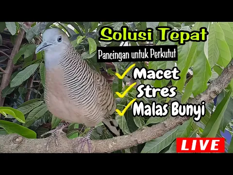 Download MP3 Pancingan Perkutut SOLUSI TEPAT Untuk Pancingan Perkutut Stres Macet Dan Malas Bunyi