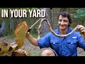 These Venomous Snakes Are In YOUR Backyard Backyard Snakes of North Carolina Ep 3