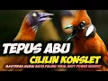 Download Lagu PERIH DENGERNYA!!! MASTERAN TEPUS KEPALA ABU VS CILILIN SUPEE PANJANG || MASTERAN BURUNG LOMBA