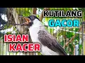 KUTILANG GACOR ISIAN KACER AMPUH UNTUK MASTERAN KUTILANG LAIN