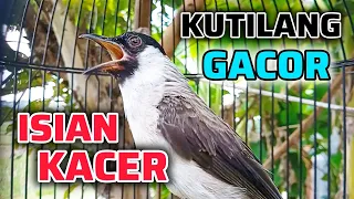 kutilang gacor isian kacer ampuh untuk masteran kutilang lain
