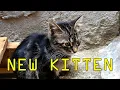 Free Kittens Near Me NEW KITTEN
