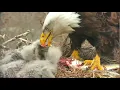 Download Lagu Decorah Eagles 4-21-20, 5 pm Fresh fish feeding