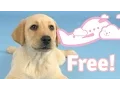 Free Puppies Forever - The Puppy Subscription Service