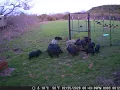 Tutorial on Wild Pig Trapping - Session 5