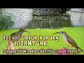 Download Lagu terapi untuk burung Kolibri pijantung