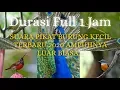 Download Lagu Suara pikat burung kecil || Durasi Full 1 Jam cocok buat yang hobby Pikat Burung || JAMIN AMPUH👍
