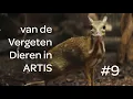 Download Lagu # 9 van de Vergeten Dieren in ARTIS