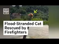 Lagu Firefighters Rescue Cat Stranded by Flood in China