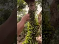 Download Lagu How to Remove Mistletoe to Protect Trees #farmingtechniques @RomFarm