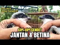 Download Lagu Perbedaan CENDET JANTAN \u0026 BETINA Langsung Penangkar 1000% Akurat‼️