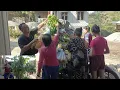 Download Lagu belanja sayur ethek pak selgi bersma mbah kem mbak ros dan mbak arin