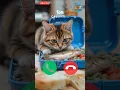 Download Lagu 🤙😺 #ringtone #cat #trending #cutecat #youtubeshorts #viralshort #calling #kitten #shorts #2025trends