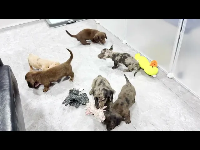 動画