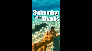 Swimming with & Petting Sharks!