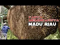 Lagu Fakta‼️melimpah madu hutan Riau #bee #honney 