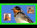 Download Lagu Barn Swallow Bird Song, Call, Sound, Chirp - Golondrina Común Canto - Hirundo Rustica