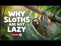 Why Are Sloths So Slow Why Sloths Move Slow - The Truth Revealed