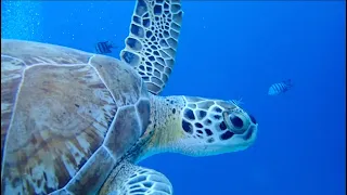 Bonaire SCUBA DIVING. Amazing experience! Sailing Ocean Fox Ep 75