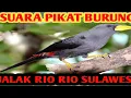 Download Lagu Suara pikat burung jalak Rio Rio Sulawesi