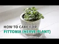 Download Lagu How to care for Fittonia Nerve Plant #fittonia #plantcare #plants #houseplants