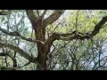 Download Lagu Berjalan di Hutan Cemara - Ebiet G Ade #cover #lagu #nostalgia #tembang #kenangan @Radiojaddoels