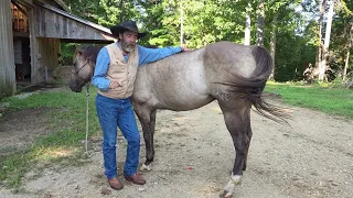 Picking Up and Cleaning You Horse's Hooves