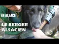 EN ALSACE Le Berger Alsacien LA race de chien d origine du Berger Allemand