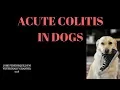 Georgia Veterinarian Explains Acute Colitis In Dogs