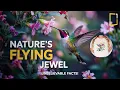 Download Lagu Hummingbird Facts You Won’t Believe!