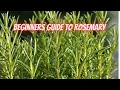 How to Grow Rosemary In the Ground or Containers DHBG