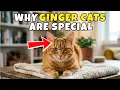 What Makes Ginger Cats Uniquely Special Orange Tabby Cat Facts