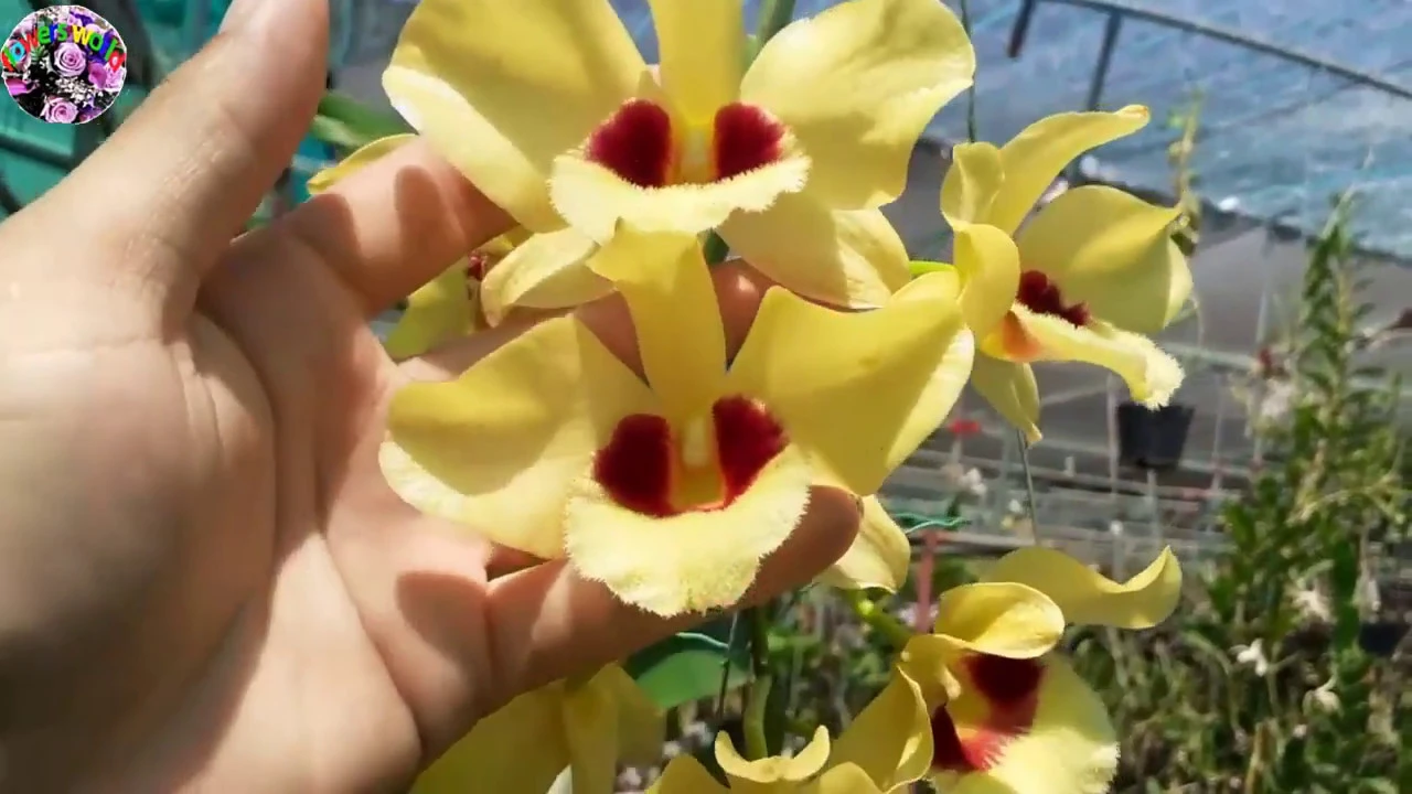 ORCHIDS BEAUTIFUL ORCHID GARDENS IN THE WORLD (2)