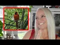 Spiritual Meaning of the Cardinal Bird Messages from Animal Spirit
