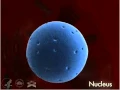 Nucleolus 3-D