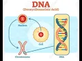 REPRODUCTION PART 1 HOW DO ORGANISMS REPRODUCE CHAPTER 8 CLASS EVOLUTION