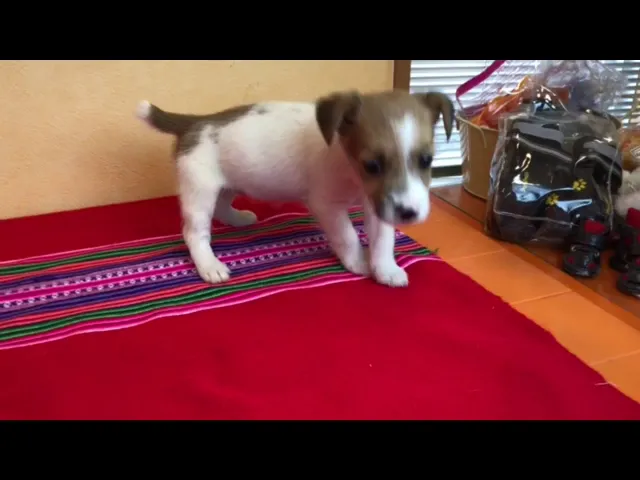 動画