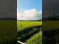 Download Lagu indahnya hamparan sawah yang luas#faridchannel #shorts .