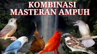 kombinasi masteran ampuh kps tembak cililin lovebird gereja tarung cigun kenary