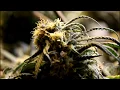 Nature s AZ Medicines Dispensary Showcase