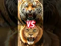 HARIMAU vs SINGA | #fyp #viral #shorts
