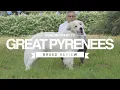 GREAT PYRENEES BREED REVIEW